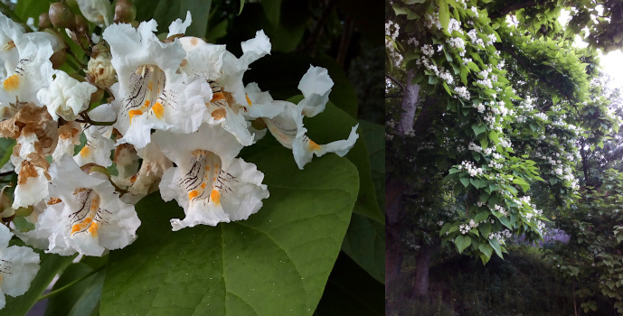 [Two photos spliced together. On the left is a close view of the white flowers. The petals all join and curl outward from the center well of the bloom. There are think black lines and bright yellow splotches on the white and look as if they were painted on the white. This clump of flowers sits on a very large leaf. The image on the right is a view of a large section of the tree and its branch. The very large green leaves have clumps of white blooms on them in different sections of the tree.]